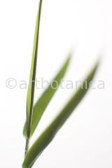 Nutzpflanzen-Bambus-7