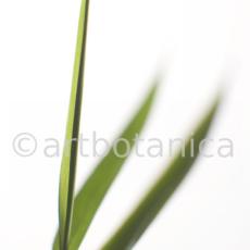 Nutzpflanzen-Bambus-7