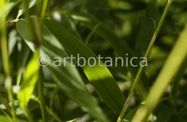 Nutzpflanzen-Bambus-31