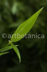 Nutzpflanzen-Bambus-34