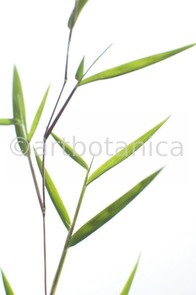 Nutzpflanzen-Bambus-3
