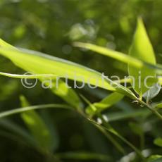 Nutzpflanzen-Bambus-26