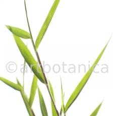 Nutzpflanzen-Bambus-2