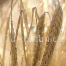 Nutzpflanzen-Getreide-20