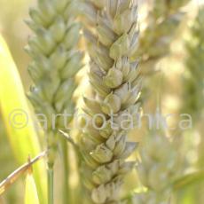 Nutzpflanzen-Getreide-35