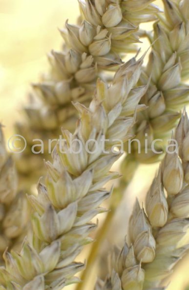 Nutzpflanzen-Getreide-29