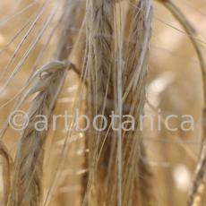 Nutzpflanzen-Getreide-24