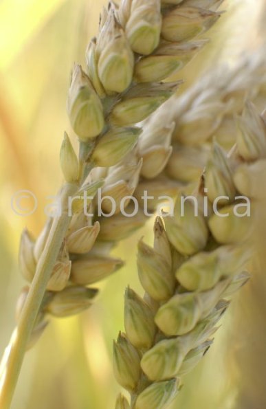 Nutzpflanzen-Getreide-26