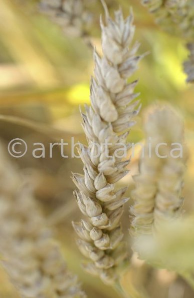 Nutzpflanzen-Getreide-31