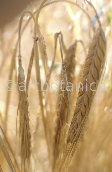 Nutzpflanzen-Getreide-20