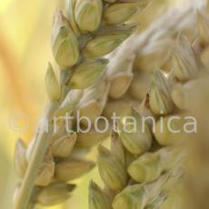Nutzpflanzen-Getreide-32