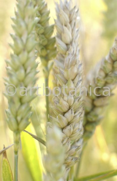 Nutzpflanzen-Getreide-36
