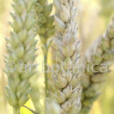 Nutzpflanzen-Getreide-36