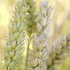Nutzpflanzen-Getreide-37