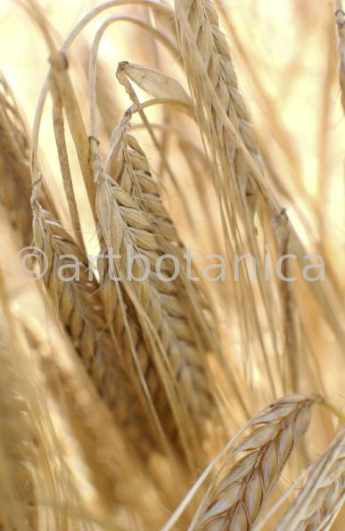 Nutzpflanzen-Getreide-22