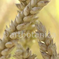 Nutzpflanzen-Getreide-30