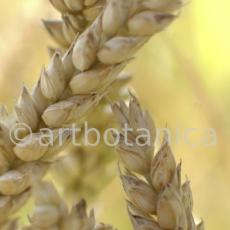 Nutzpflanzen-Getreide-25