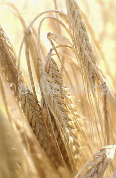 Nutzpflanzen-Getreide-21
