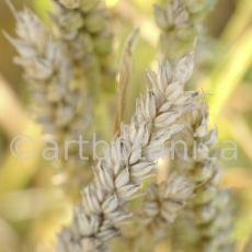 Nutzpflanzen-Getreide-39