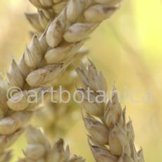 Nutzpflanzen-Getreide-27