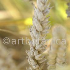 Nutzpflanzen-Getreide-31