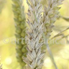 Nutzpflanzen-Getreide-38