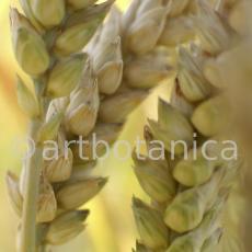 Nutzpflanzen-Getreide-33