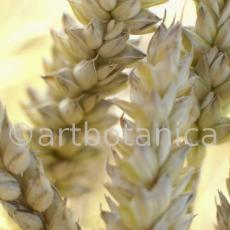 Nutzpflanzen-Getreide-28