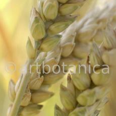 Nutzpflanzen-Getreide-26