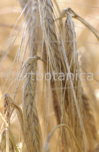 Nutzpflanzen-Getreide-18