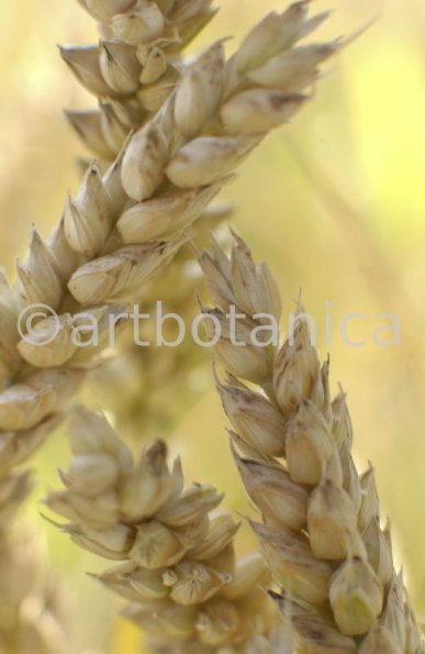 Nutzpflanzen-Getreide-27