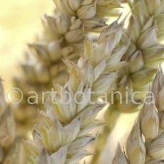 Nutzpflanzen-Getreide-29
