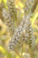 Nutzpflanzen-Getreide-39