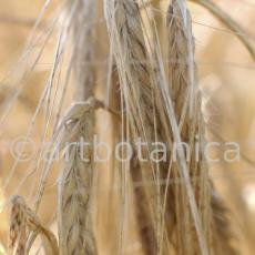 Nutzpflanzen-Getreide-18