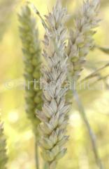 Nutzpflanzen-Getreide-38