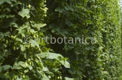 Nutzpflanzen-Hopfen-43