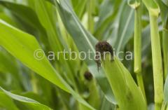 Nutzpflanzen-Mais-36