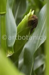 Nutzpflanzen-Mais-37