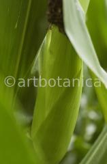 Nutzpflanzen-Mais-39