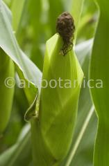 Nutzpflanzen-Mais-38