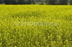 Nutzpflanzen-Raps-8