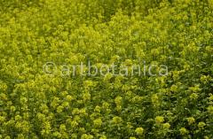 Nutzpflanzen-Raps-9