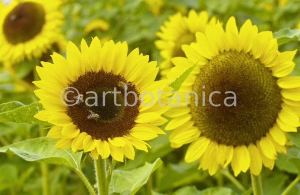 Nutzpflanzen-Sonnenblume-8