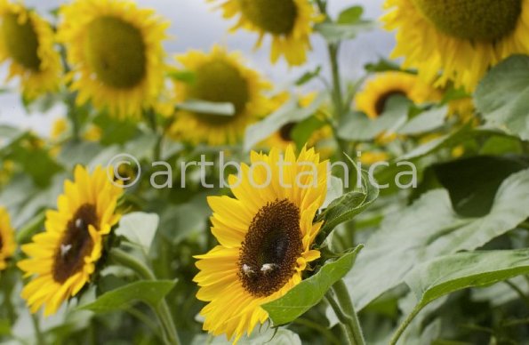 Nutzpflanzen-Sonnenblume-10
