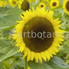 Nutzpflanzen-Sonnenblume-6