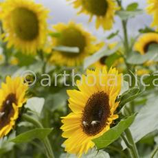 Nutzpflanzen-Sonnenblume-10