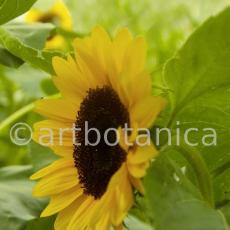Nutzpflanzen-Sonnenblume-1