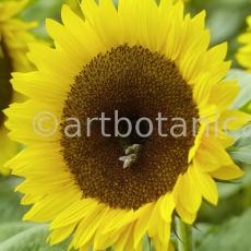 Nutzpflanzen-Sonnenblume-5