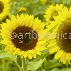 Nutzpflanzen-Sonnenblume-8
