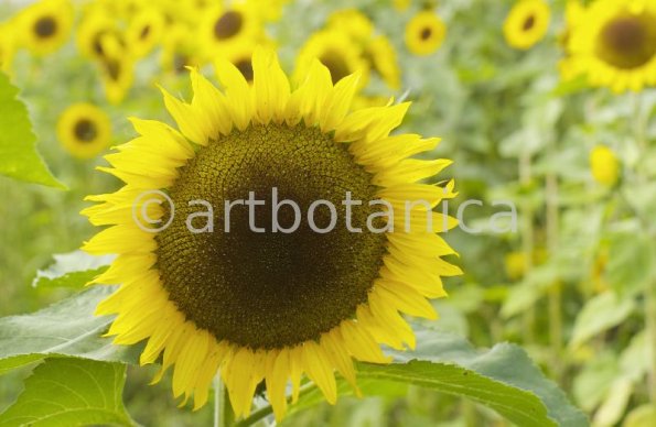 Nutzpflanzen-Sonnenblume-7